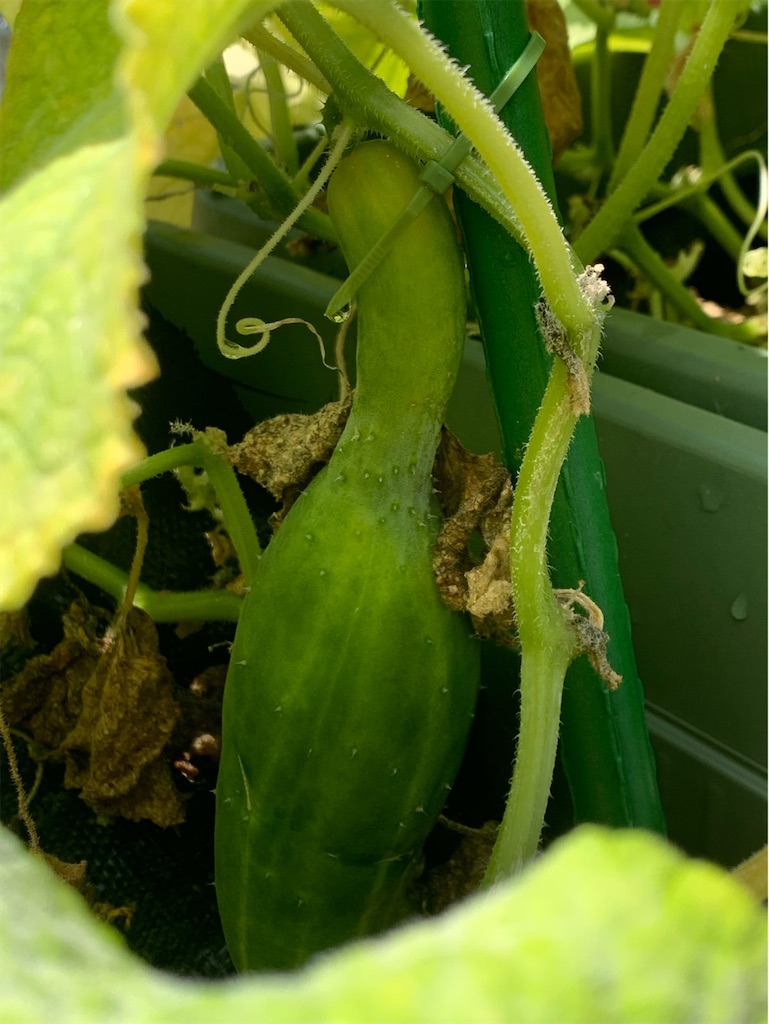 f:id:tantanutakey:20230702111348j:image f:id:tantanutakey:20230702111348j:image