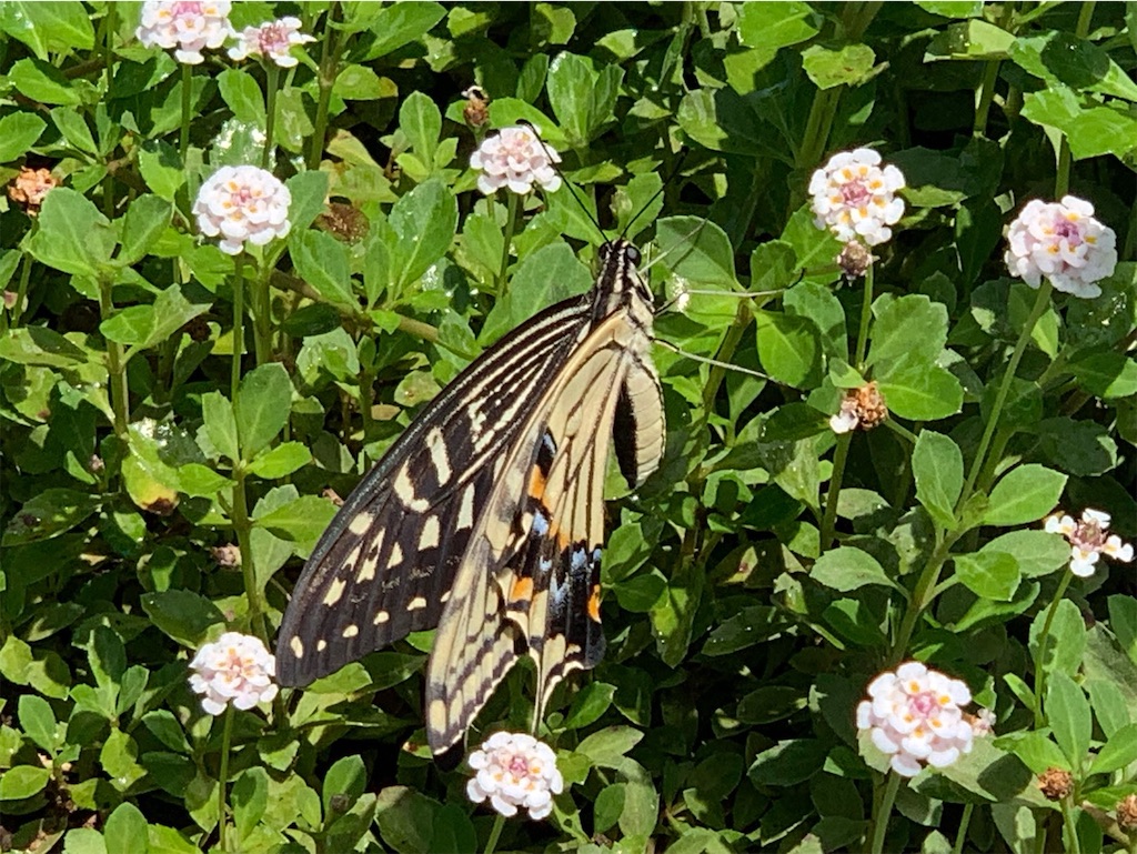 f:id:tantanutakey:20230702111401j:image f:id:tantanutakey:20230702111401j:image