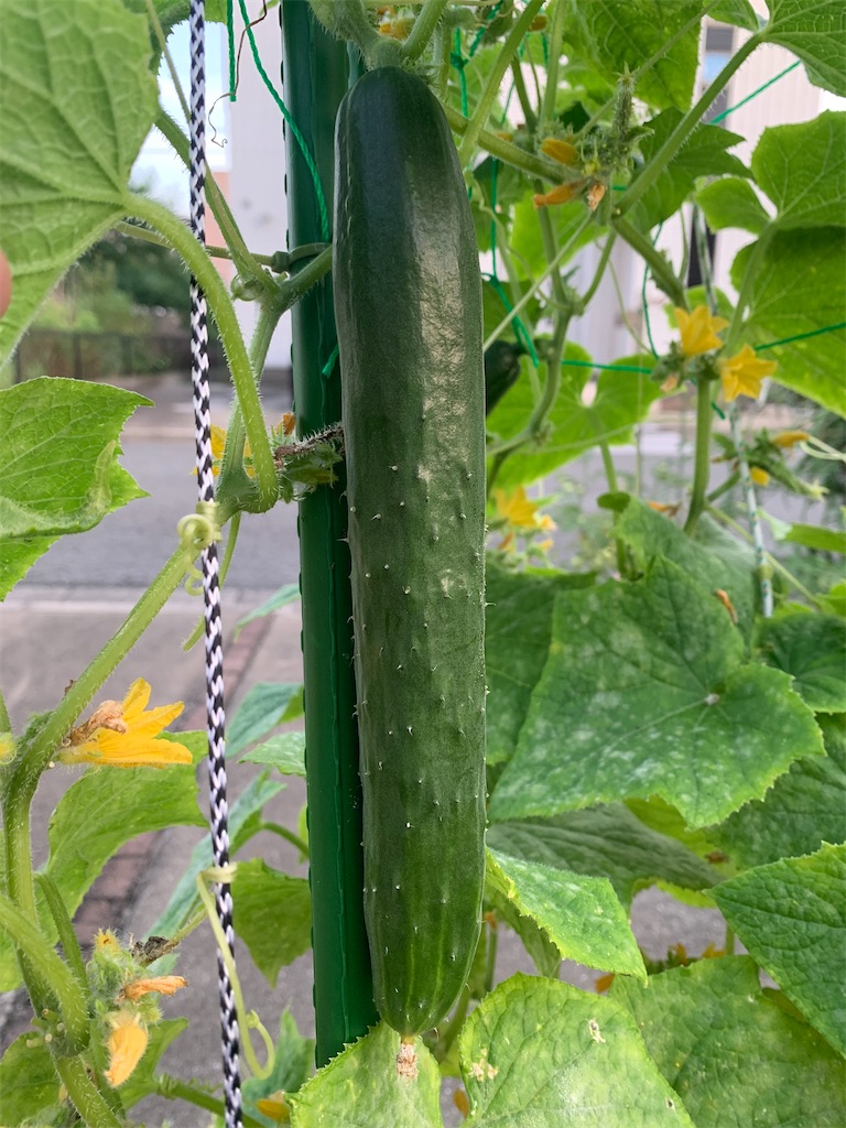 f:id:tantanutakey:20230708105209j:image f:id:tantanutakey:20230708105209j:image