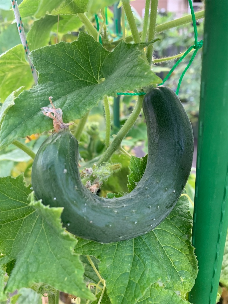 f:id:tantanutakey:20230708105257j:image f:id:tantanutakey:20230708105257j:image