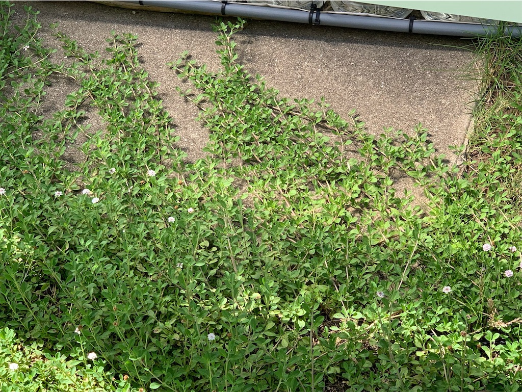 f:id:tantanutakey:20230716133648j:image