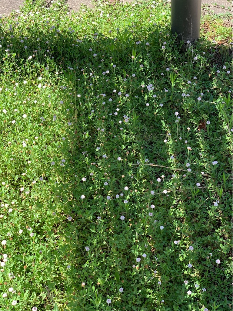 f:id:tantanutakey:20230716133706j:image