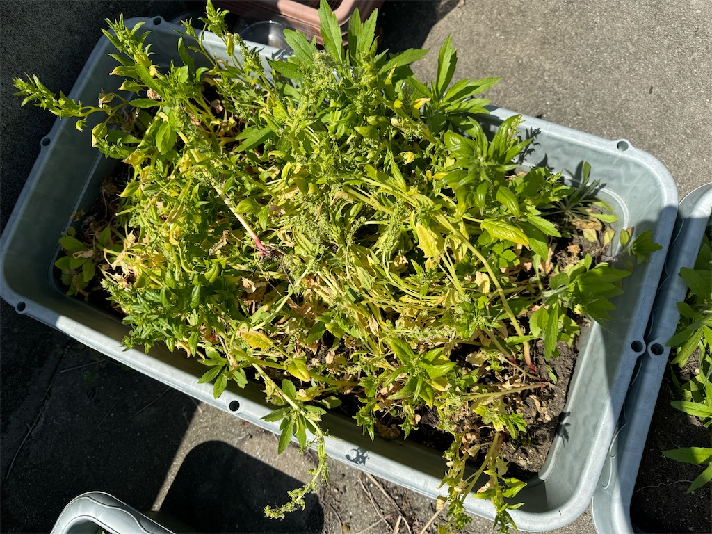 f:id:tantanutakey:20240415055640j:image