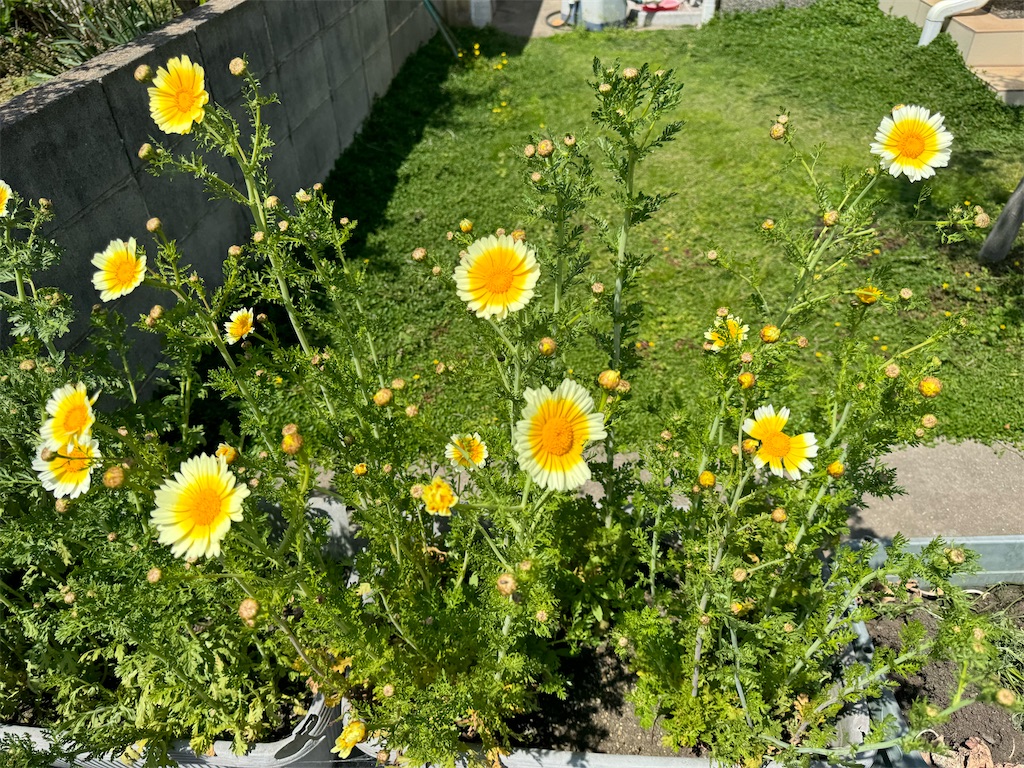 f:id:tantanutakey:20240415055647j:image