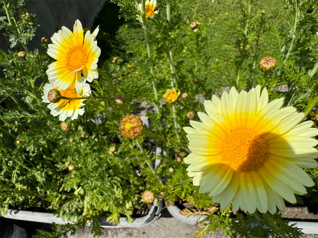 f:id:tantanutakey:20240415055705j:image