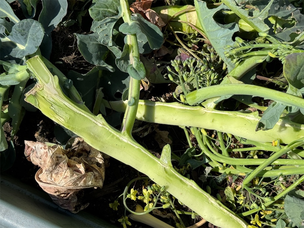 f:id:tantanutakey:20240415055709j:image