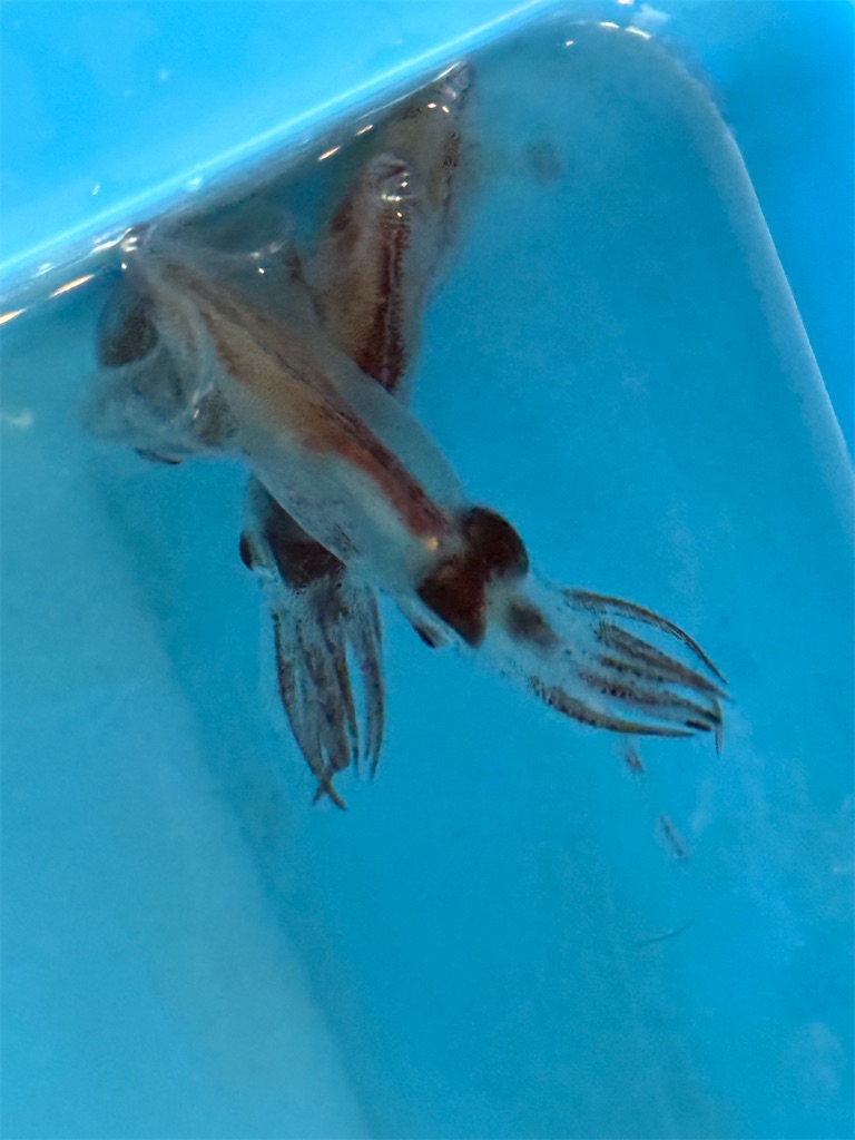 f:id:tantanutakey:20240504071036j:image