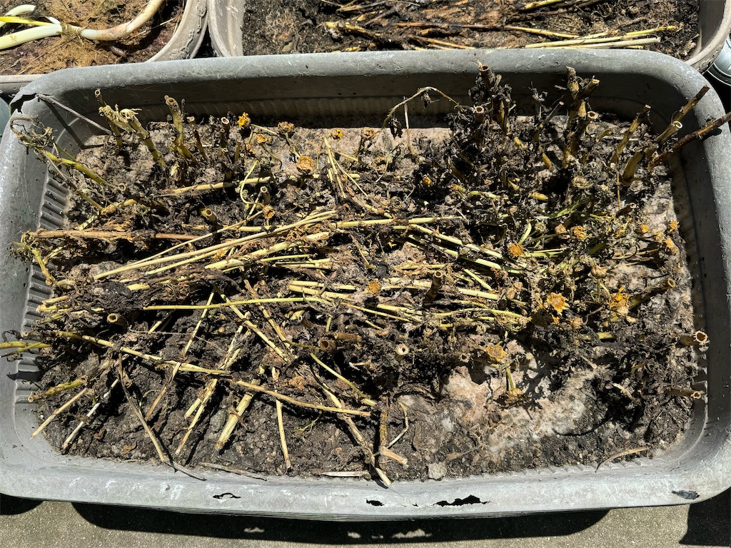 f:id:tantanutakey:20240512104324j:image