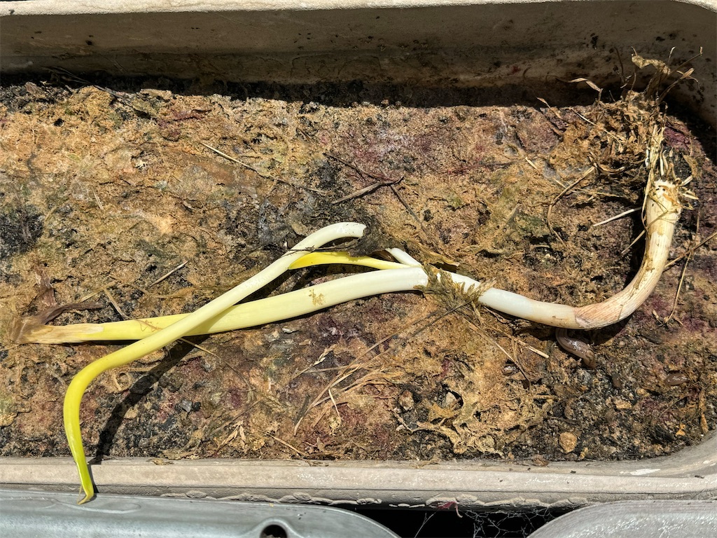 f:id:tantanutakey:20240512104330j:image