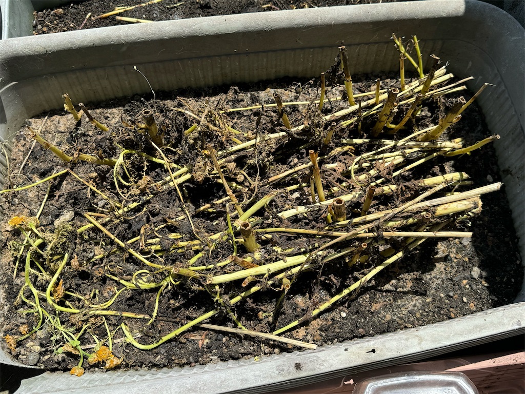 f:id:tantanutakey:20240512104333j:image