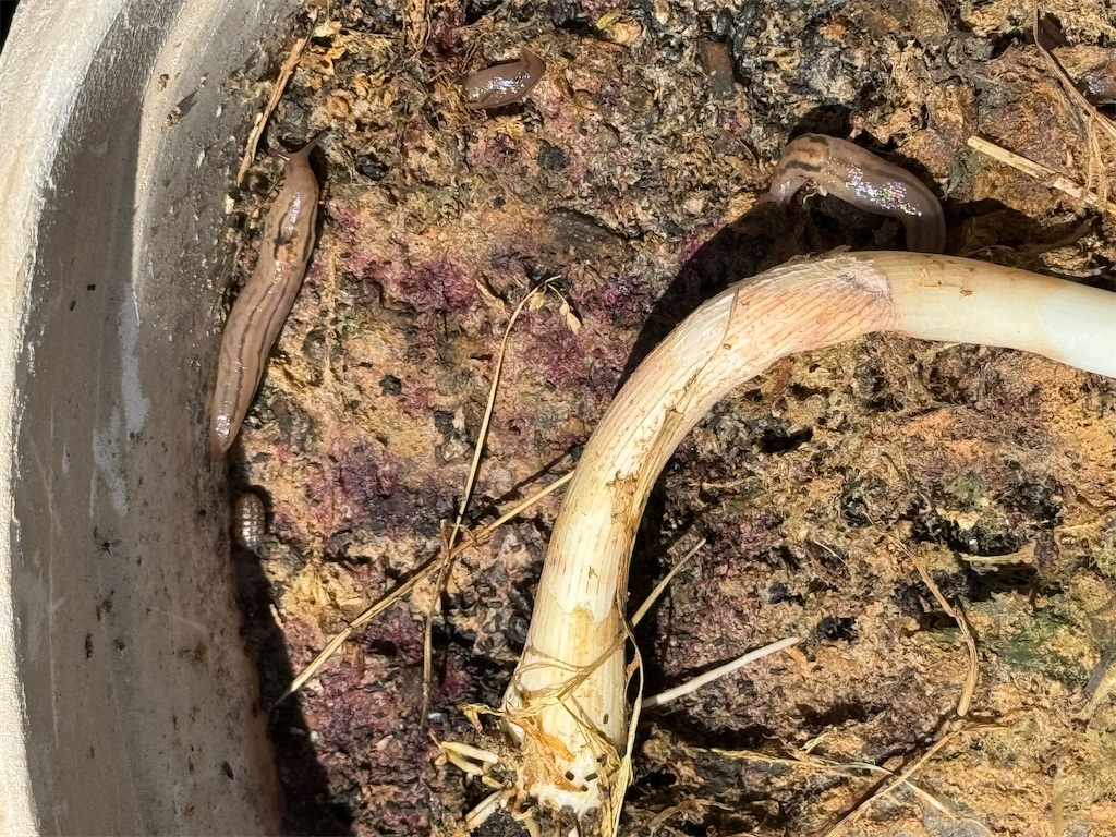 f:id:tantanutakey:20240512104355j:image