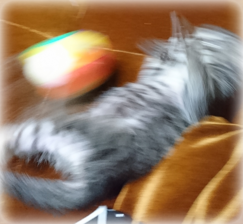 f:id:tanukc:20180530170339j:plain f:id:tanukc:20180530170339j:plain