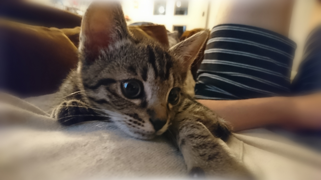 f:id:tanukc:20180607174240j:plain f:id:tanukc:20180607174240j:plain