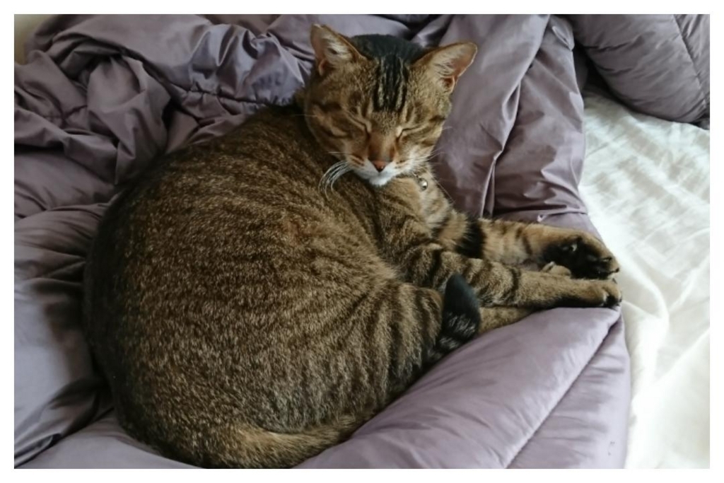 f:id:tanuki3838:20180507115857j:plain f:id:tanuki3838:20180507115857j:plain