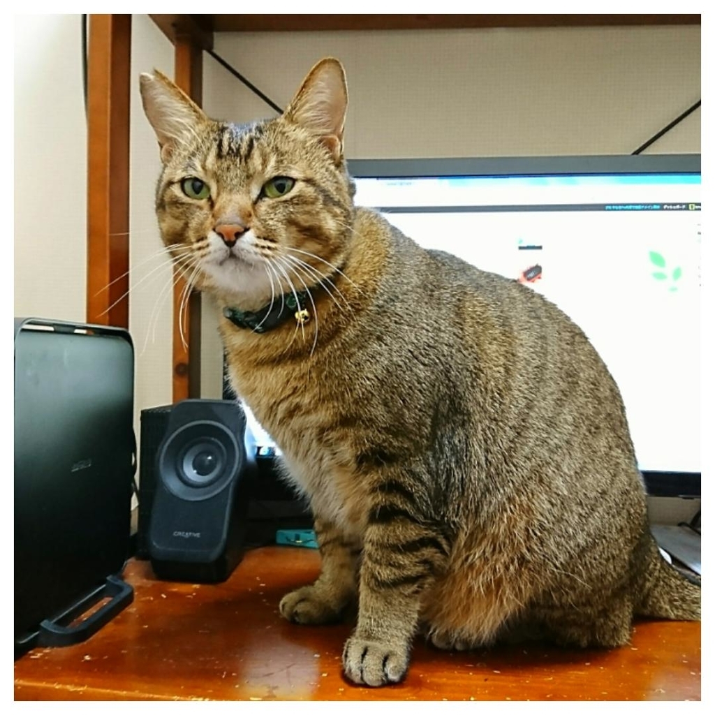 f:id:tanuki3838:20181229235414j:plain