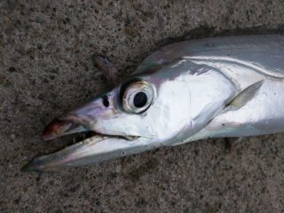 f:id:tanukifureiyu:20191012090435j:plain