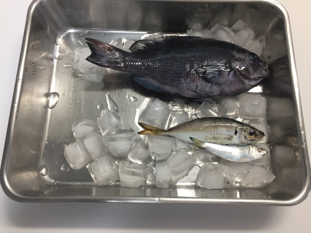 f:id:tanukifureiyu:20191111190159j:plain f:id:tanukifureiyu:20191111190159j:plain