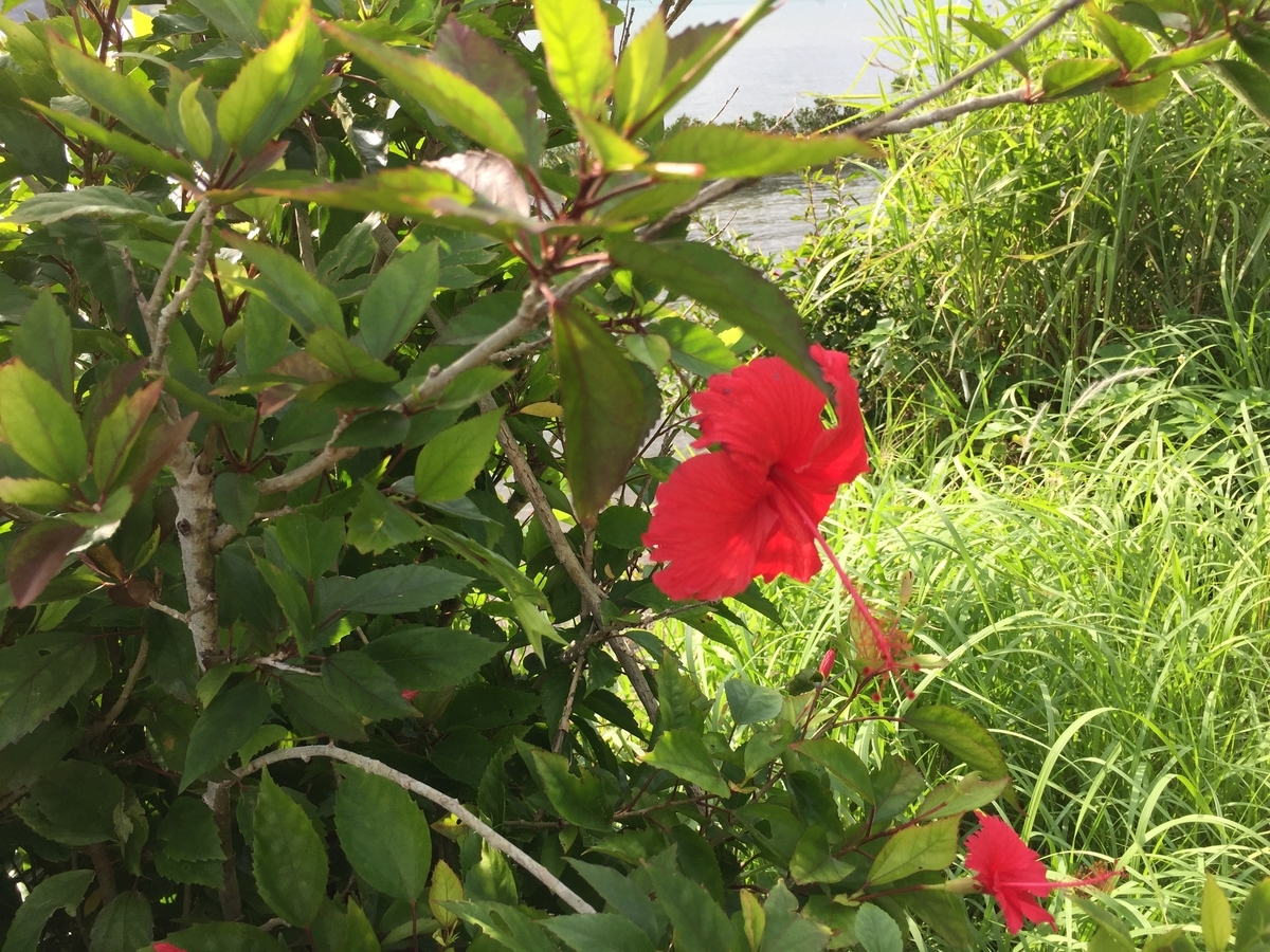 f:id:tanukifureiyu:20191120215833j:plain