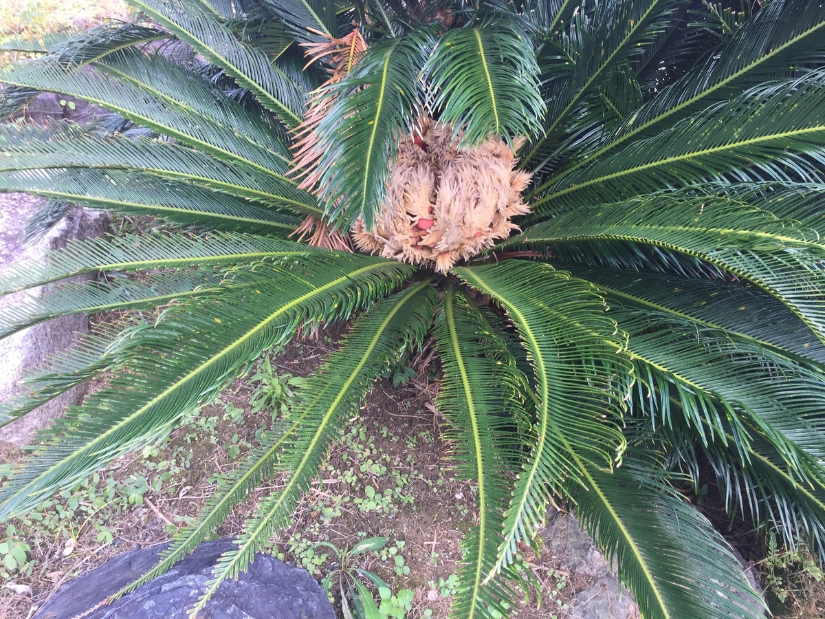 f:id:tanukifureiyu:20191120215932j:plain