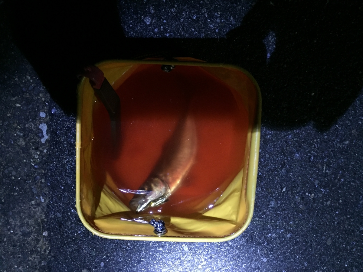 f:id:tanukifureiyu:20191208224358j:plain f:id:tanukifureiyu:20191208224358j:plain