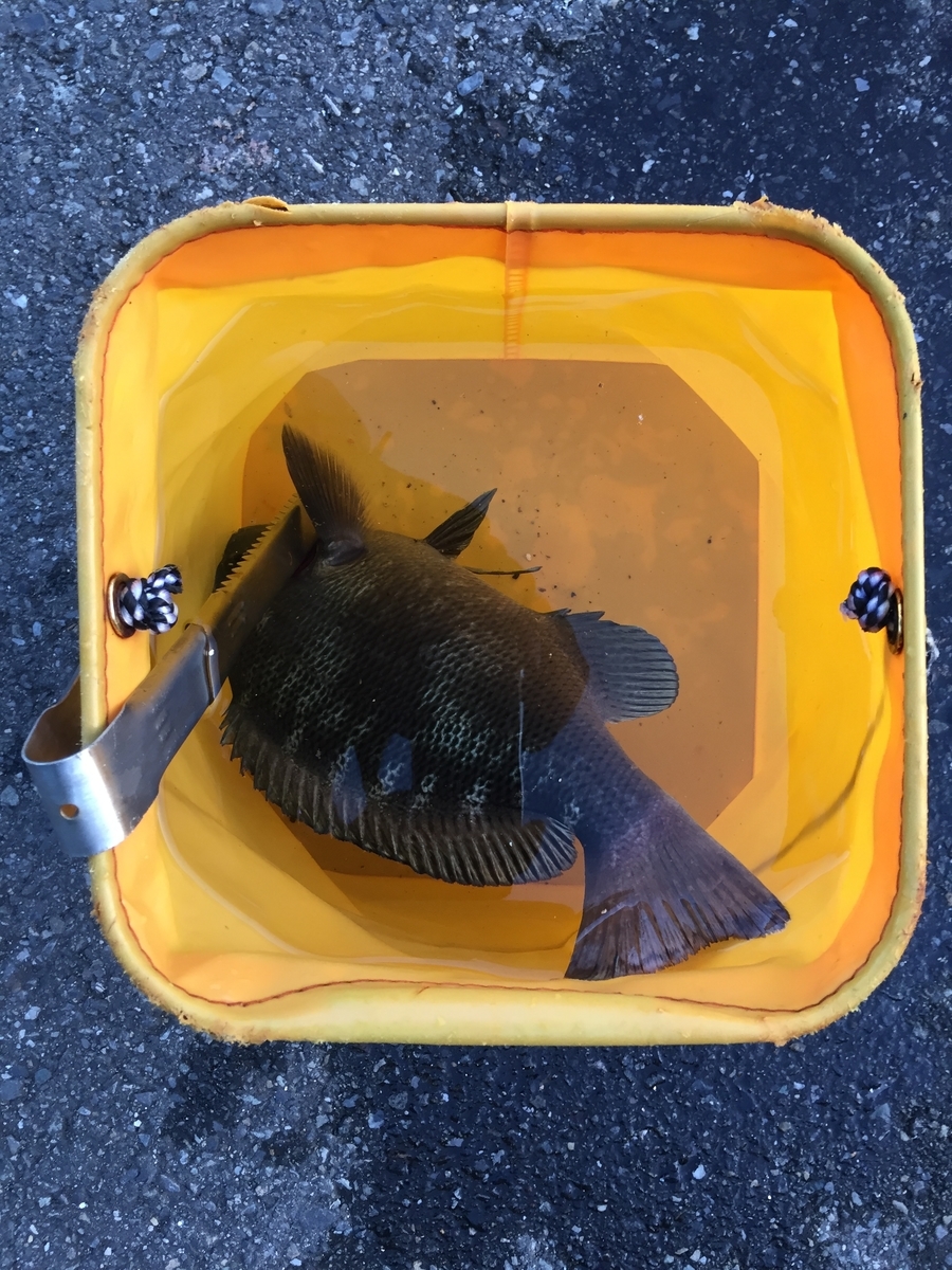 f:id:tanukifureiyu:20201115221815j:plain