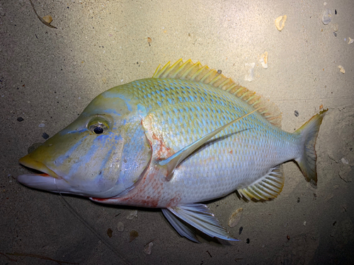 f:id:tanukifureiyu:20201205062723j:plain