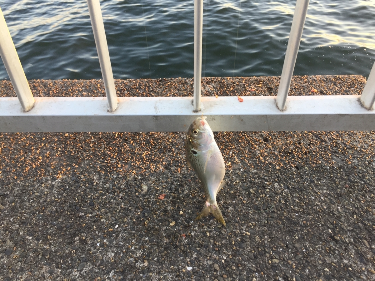 f:id:tanukifureiyu:20201210230513j:plain