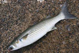 f:id:tanukifureiyu:20201210231030j:plain