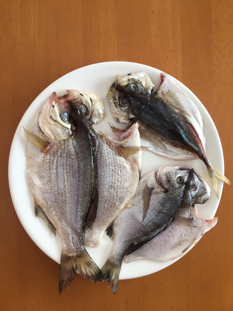 21年度版ふれーゆ裏で釣れるサカナ 備忘録 ふれーゆ裏たぬきのトリック仕掛釣り日記 21年度版ふれーゆ裏で釣れるサカナ 備忘録 ふれーゆ裏たぬきのトリック仕掛釣り日記
