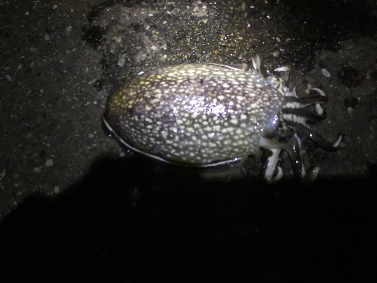 f:id:tanukifureiyu:20210630233446j:plain