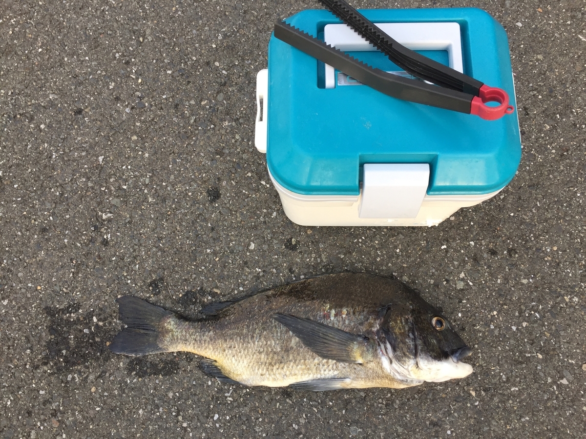 f:id:tanukifureiyu:20210630233725j:plain