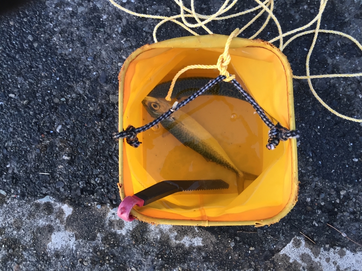 f:id:tanukifureiyu:20211208231748j:plain