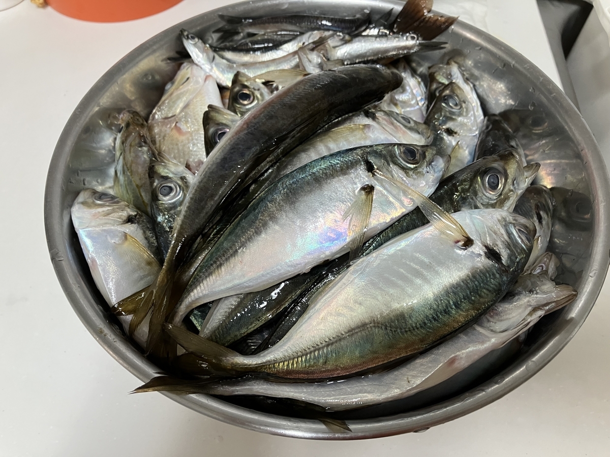 アジをしめて再び、夜ままめのふれーゆ裏^ ^(第5回ふれーゆ裏釣行20230714〜15) - ふれーゆ裏たぬきのトリック仕掛釣り日記