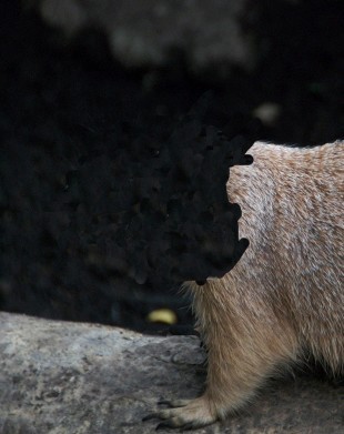 f:id:tanuking0:20091124025132j:image f:id:tanuking0:20091124025132j:image