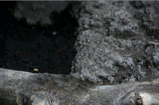 f:id:tanuking0:20091124033815j:image f:id:tanuking0:20091124033815j:image