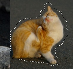 f:id:tanuking0:20091124145051j:image:right f:id:tanuking0:20091124145051j:image:right