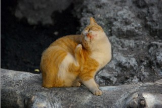 f:id:tanuking0:20091124162048j:image f:id:tanuking0:20091124162048j:image