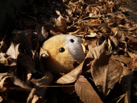 f:id:tanukithi:20081030151839j:image:w300