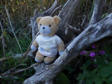 f:id:tanukithi:20081101150850j:image:w300
