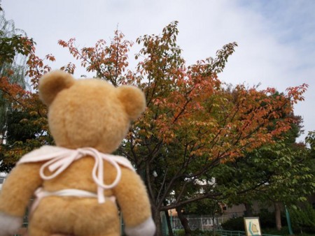 f:id:tanukithi:20081114183535j:image:w300