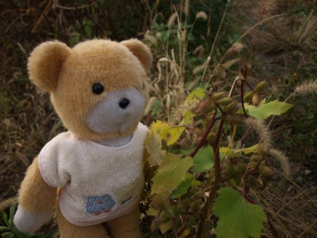 f:id:tanukithi:20081114184306j:image:w300