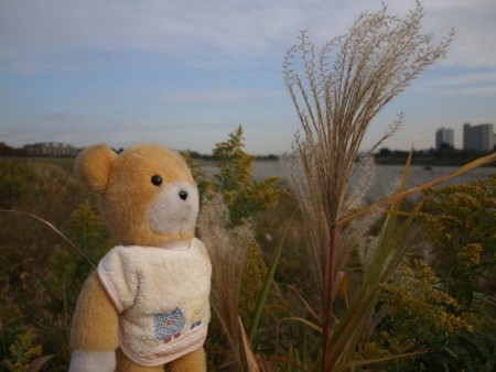 f:id:tanukithi:20081114184307j:image:w300
