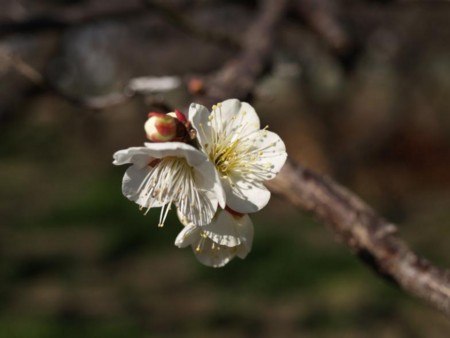 f:id:tanukithi:20090208084831j:image:w360