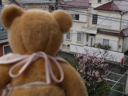 f:id:tanukithi:20090302173453j:image:w360