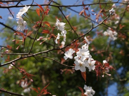 f:id:tanukithi:20090331132654j:image:w360