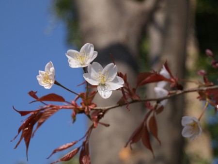 f:id:tanukithi:20090331132655j:image:w360