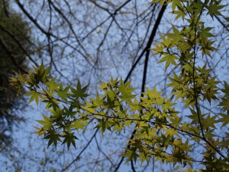 f:id:tanukithi:20090412173352j:image:w360