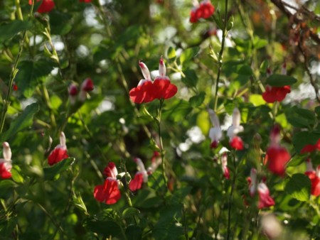 f:id:tanukithi:20090509200019j:image:w360