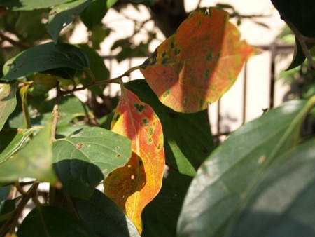 f:id:tanukithi:20091022020531j:image:w360
