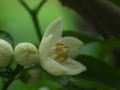 20100513154557